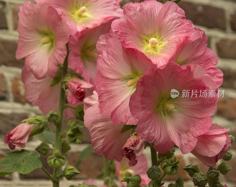 粉色荷利荷克(Alcea rosea)